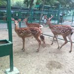 зоопарк в ейске адрес. zoo animals 1 1. зоопарк в ейске адрес фото. зоопарк в ейске адрес-zoo animals 1 1. картинка зоопарк в ейске адрес. картинка zoo animals 1 1.